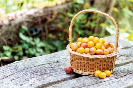 Marvelous Mirabelle Plum Trees Image